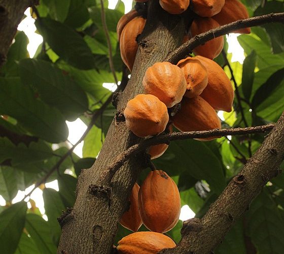 Cacao_Tree_-_Theobroma_cacao_-_panoramio